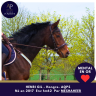 Caballo castrado AQPS En venta 2017 Bayo