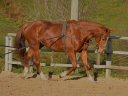 Yegua Silla Francés En venta 2019 Alazán por Urano de cartigny iso 168