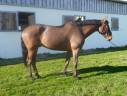 Caballo castrado sBs Caballo de Deporte Belga En venta 2019 Bayo por KLONDON JAP