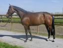 Yegua Zangersheide En venta 2017 Bayo por Corydon van t et l