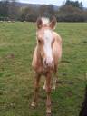 Potro Palomino En venta 2024 Palomino por Miracle du Moulin Pre