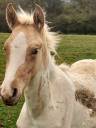 Potro Palomino En venta 2024 Palomino por Miracle du Moulin Pre
