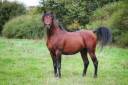 Caballo entero Pura Sangre Arabe En venta 2019 Bayo por CHEM'S EL DERKOUCH