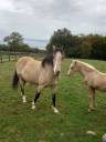 Yegua Palomino En venta 2018 Isabelo por Miracle du Moulin Pre