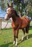 Caballo castrado Silla Francés En venta 2022 Bayo por Chacgrano – DEU