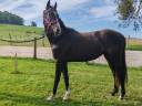 Caballo entero Silla Francés En venta 2022 Negro por Vancouver de Lanlore - SF
