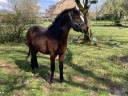 Caballo castrado Dartmoor En venta 2023 Bayo por Udson de Kergroix