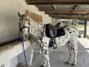 Caballo castrado Origen No Constatado En venta 2019 Appaloosa