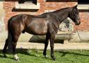 Caballo castrado Silla Francés En venta 2019 Bayo moreno por Tornesh 