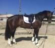 Caballo castrado KWPN Caballo de Deporte Neerlandés En venta 2019 Alazán tostado por GENESIS DU ROUTY