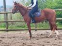 Caballo castrado Hannoveriano En venta 2022 Alazán