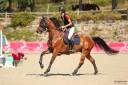 Caballo castrado Silla Francés En venta 2019 Bayo por Javallo
