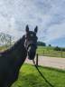 Caballo entero Silla Francés En venta 2022 Negro por Ekano DSK Semilly