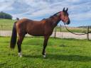 Caballo castrado Silla Francés En venta 2022 Bayo por Diarado – Holst