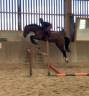 Caballo castrado Silla Francés En venta 2022 Bayo por Diarado – Holst