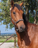 Caballo entero Silla Francés En venta 2022 Bayo por Falko de Hus - SF