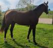 Semental Silla Francés En venta 2022 Bayo por Chacgrano – DEU