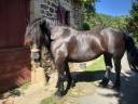 Yegua Percheron En venta 2011 Negro