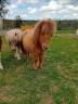 Potranca Shetland En venta 2024 Alazán por stjernens waston