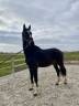 Caballo castrado BWP Caballo de Sangre Belga En venta 2022 Bayo moreno por Jameson RS2