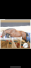 Shouppydam des Horts  - Caballo de Silla 2006