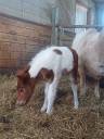 Potro Shetland En venta 2025 Pío