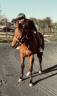 Caballo castrado Trotón Francés En venta 2021 Bayo