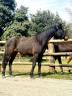 Yegua CDF - Caballo de doma francesa En venta 2023 Bayo moreno