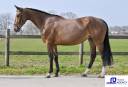 Yegua BWP Caballo de Sangre Belga En venta 2020 Bayo por Leandro Vg