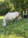 Caballo castrado Pura Sangre Arabe En venta 2016 Tordo