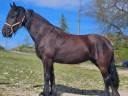 Yegua Frisón En venta 2015 Negro por GERBEN 479
