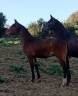 Potro 8 meses (PRE X KWPN)