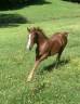 Caballo entero PFS Poni Françés de Silla En venta 2024 Alazán por King Kong star d'été