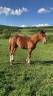 Caballo entero PFS Poni Françés de Silla En venta 2024 Alazán por King Kong star d'été