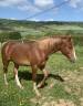 Caballo entero PFS Poni Françés de Silla En venta 2024 Alazán por King Kong star d'été