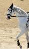 Lusitano 13 años 
