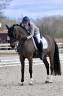 Caballo castrado PFS Poni Françés de Silla En venta 2012 Bayo moreno
