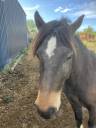Caballo castrado Franca-Montaña En venta 2023 Bayo por NINTENDO