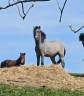 Caballo castrado New Forest En venta 2023 Tordo por ROB ROY DU GARON