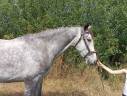 Caballo castrado Origine Constatée En venta 2021 Tordo