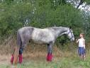 Caballo castrado Origine Constatée En venta 2021 Tordo