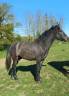 Caballo castrado New Forest En venta 2023 Bayo por ROB ROY DU GARON