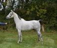 Caballo castrado Origine Constatée En venta 2017 Tordo