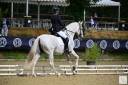 Caballo castrado PRE Pura Raza Española En venta 2014 Blanco