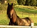 Caballo castrado Frisón En venta 2018 Negro por JASPER 366