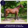 Caballo castrado Pura Sangre En venta 2015 Bayo