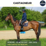 Caballo castrado Pura Sangre En venta 2021 Bayo por CASTLE DU BERLAIS