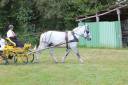 Potranca Percheron En venta 2021 Tordo por drageur du caroi