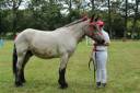 Caballo castrado Ardennes En venta 2021 Roano por GAILLARD DE FLEVILLE