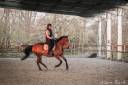 Caballo castrado Silla Francés En venta 2015 Bayo por Quartz Adelheid Z